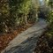 Wetlands Trail at TFFC