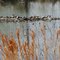 Ponds at TFFC provide habitat for wildlife, including lots of turtles.