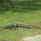Aligator on SGI crossing Leisure Lane