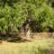 1852 Massacre site memorial - Nov 2007