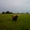 Longhorn