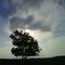 Sun, Clouds, Tree