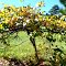 MUSCADINE VINE