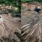 X3D - Mount St. Helens & Mickey Mouse?