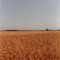 Wheat Field in the Red River Valley