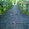Footbridge, Wilderness County Park, Cannon City, Minnesota