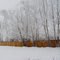 Frosted Trees