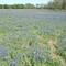 Texas Bluebonnetts