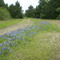 Bluebonnet farm-country
