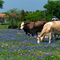 Bluebonnets & Cows