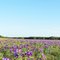 Texas Bluebells (Lisianthas) in Burton, Texas