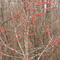 Deciduous Holly ready for Cedar Waxwings