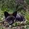 Red Fox Pup