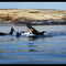 Orca - J pod-  San Juan Island, caviews.com Pat Hathaway©1986