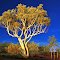 Ghost Gum Tree