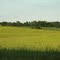 Minnesota roadside vista