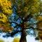 Old Oak Tree