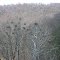 RT. 8 HERON ROOKERY SOUTH OF FRANLIN, PA