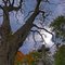 Halloween Tree