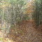 Indian Trails