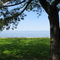 Tamarack Tree and Lake Winnebago