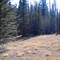 Bosque de Pinos En Arizona