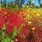Fantastic September Flowers