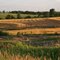 Kansas Wheat Fields
