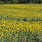 Sunflowers south of Falls City, NE