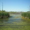 Swamp at the Lion's Den Nature Preserve