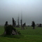oldgrowth redwood stumps in pasture