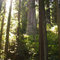 oldgrowth redwood marked for cut, nanning creek, pacifc lumber company