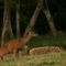 deer...peeing!