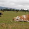 Ferndale is a cow town.