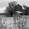 Old Barn - South Cochran Road  Charlotte, MI