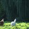 Horses and willows