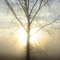 mist tree (mystery)