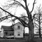 Old house, Older Tree