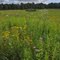Prairie restoration at Green Lake Conference Center