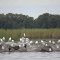 Gulls on Dredgebank