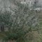 Butterfly Bush Majority Green