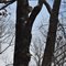 White Oak/Polypore Fungus