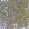 White Pine