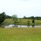 Pond