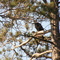 eagle south of fosston,mn