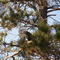 eagles south of fosston,mn
