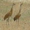 sandhill cranes