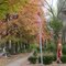 Parade of Autumn Leaves