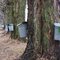 Maple Buckets - Bushey Road