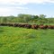 Devons grazing the streamside